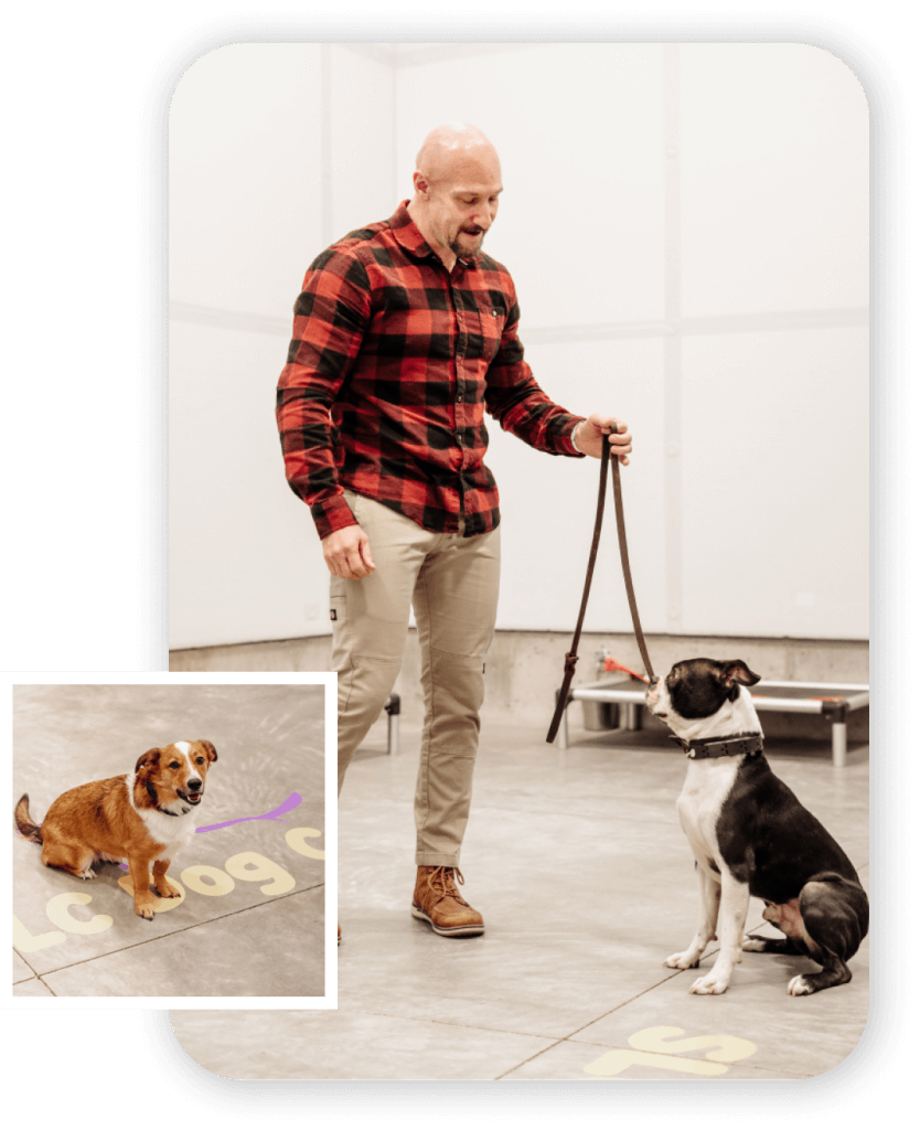 Remote Collar Training